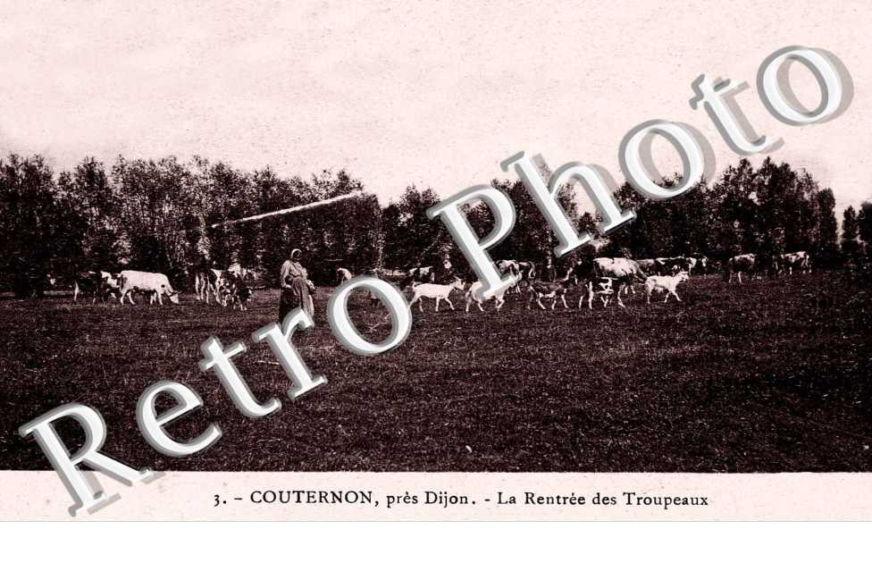 La Rentrée des Troupeaux