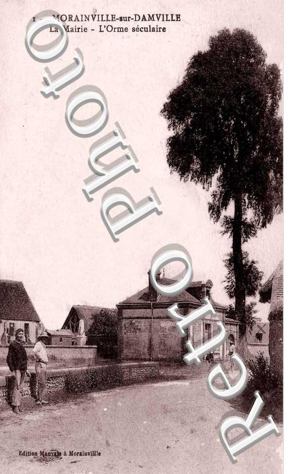 La mairie - l'Orme seculaire