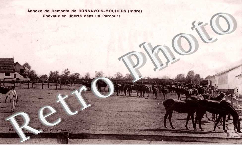 Annexe de remonte de Bonnavois-Mouhers  Chevaux en liberte dans un parcours