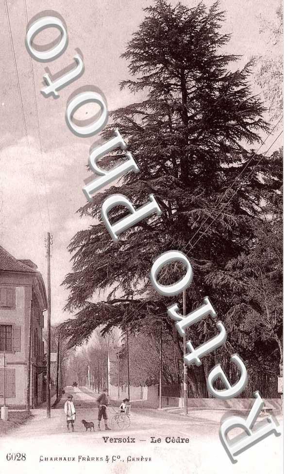 Le Cedre