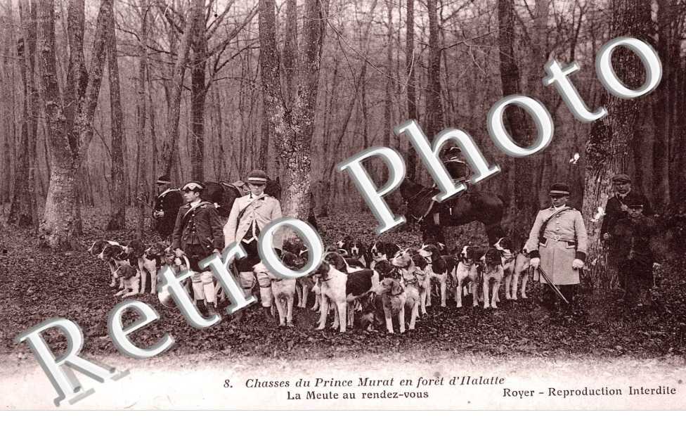 Chasse du prince Murat en foret d'Halatte - la meute au rendez-vous