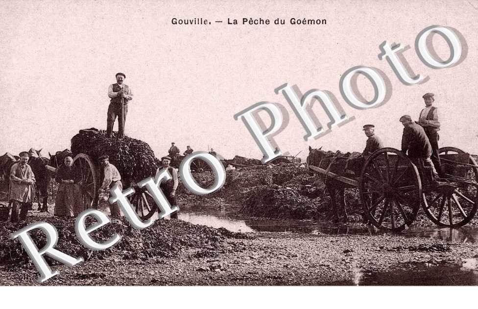 la peche du goemon