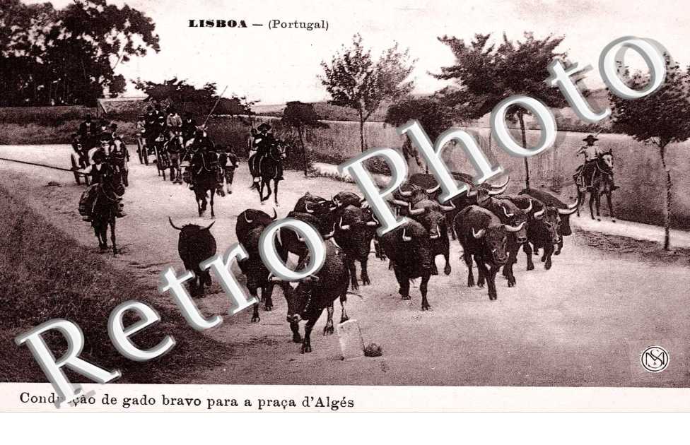 Conduccao de gado bravo para a praca d'Alges
