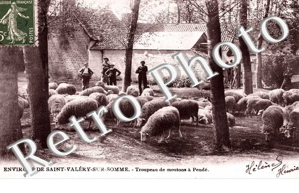 Troupeau de Moutons