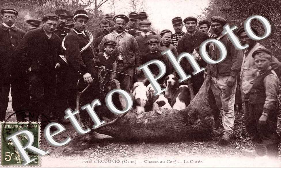 Foret d'Ecouves chasse au cerf - la curee (CHASSE A COURRE)
