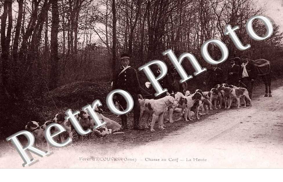 Foret d'Ecouves - Chasse au cerf - la meute