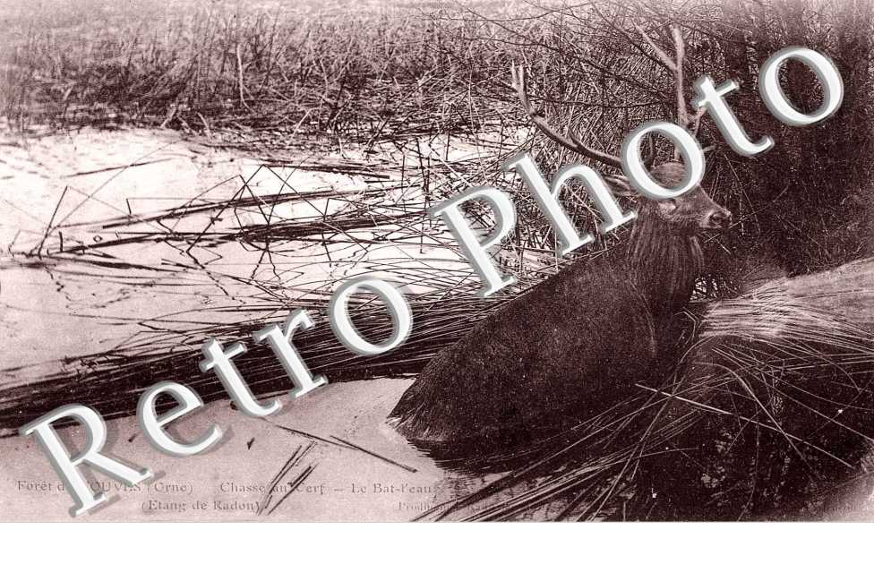 Foret d'Ecouves - Chasse au cerf - le bat-l'eau Etang de Radon