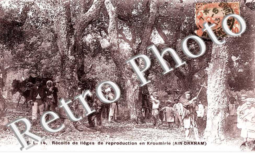 Recolte de lieges de reproduction en kroumirie