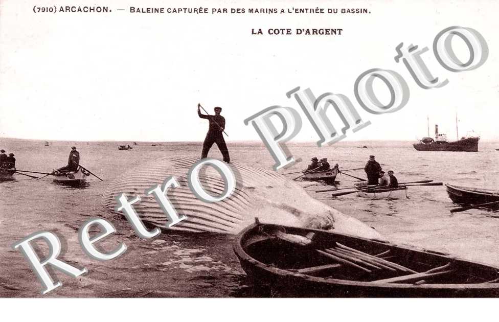Baleine capturee par des marins a l'entree du bassin