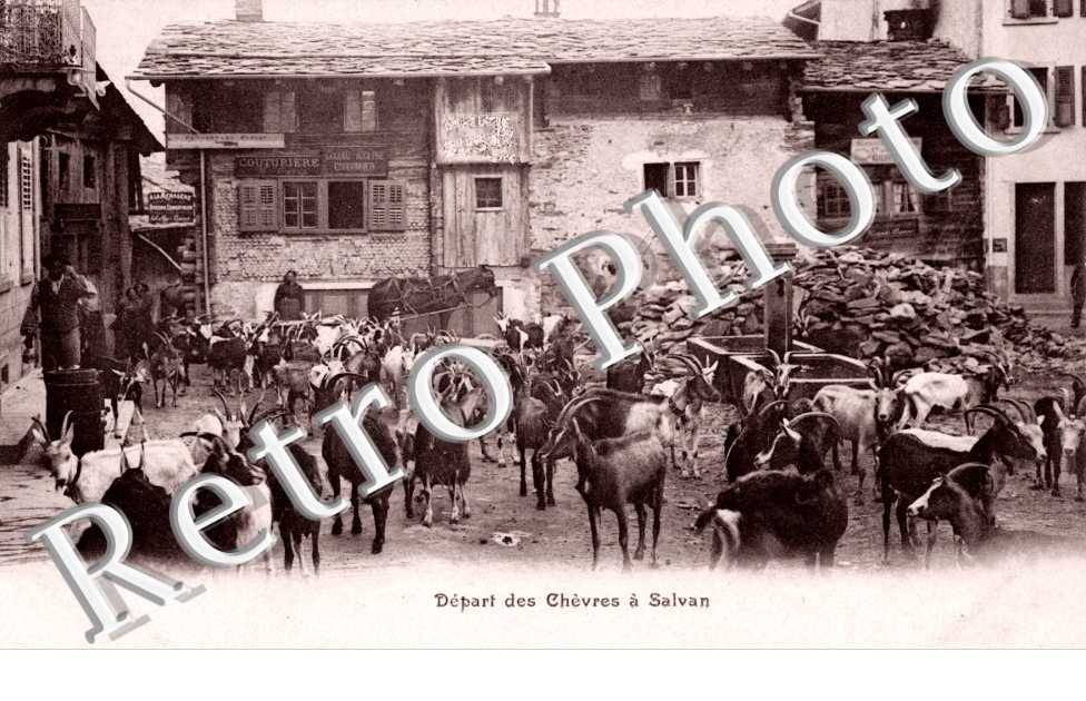 Depart des chevres a Salvan