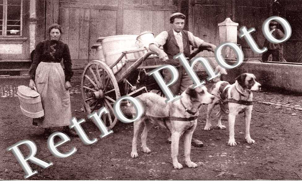 charette à chiens