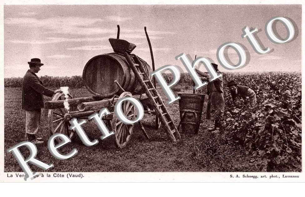 VENDANGES A LA COTE VAUD