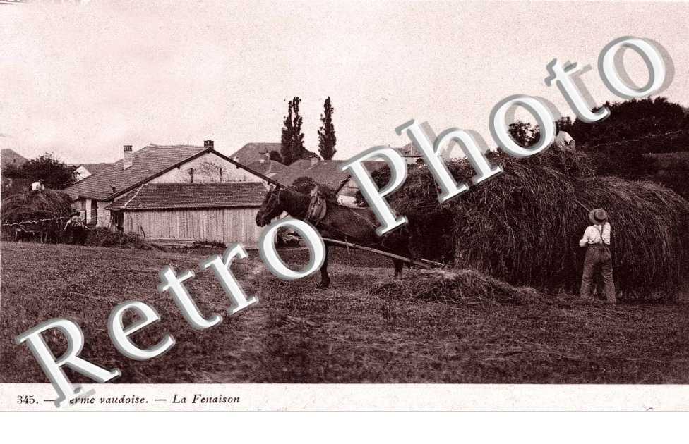 Ferme Vaudoise La fenaison