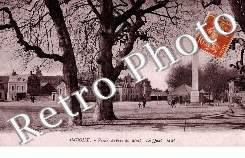 VIEUX ARBRES
