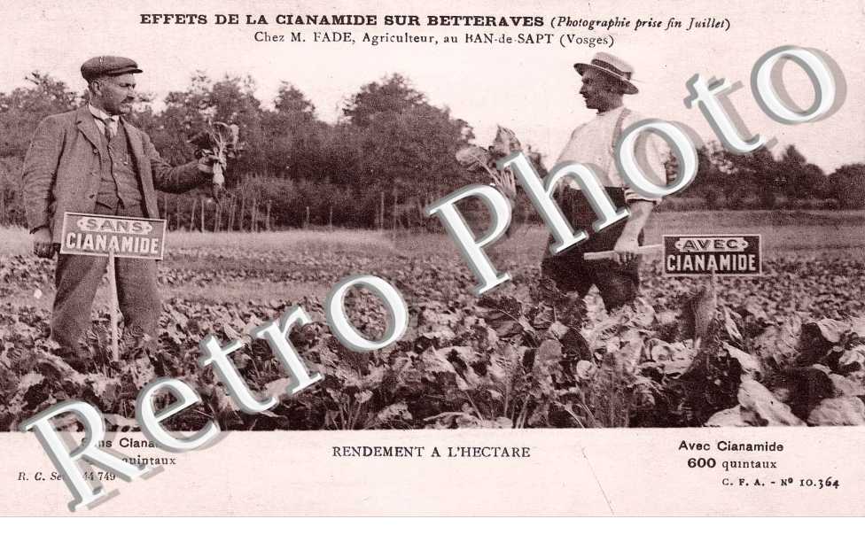 effets de la cianamide sur betteraves - chez M. Fade, agriculteur