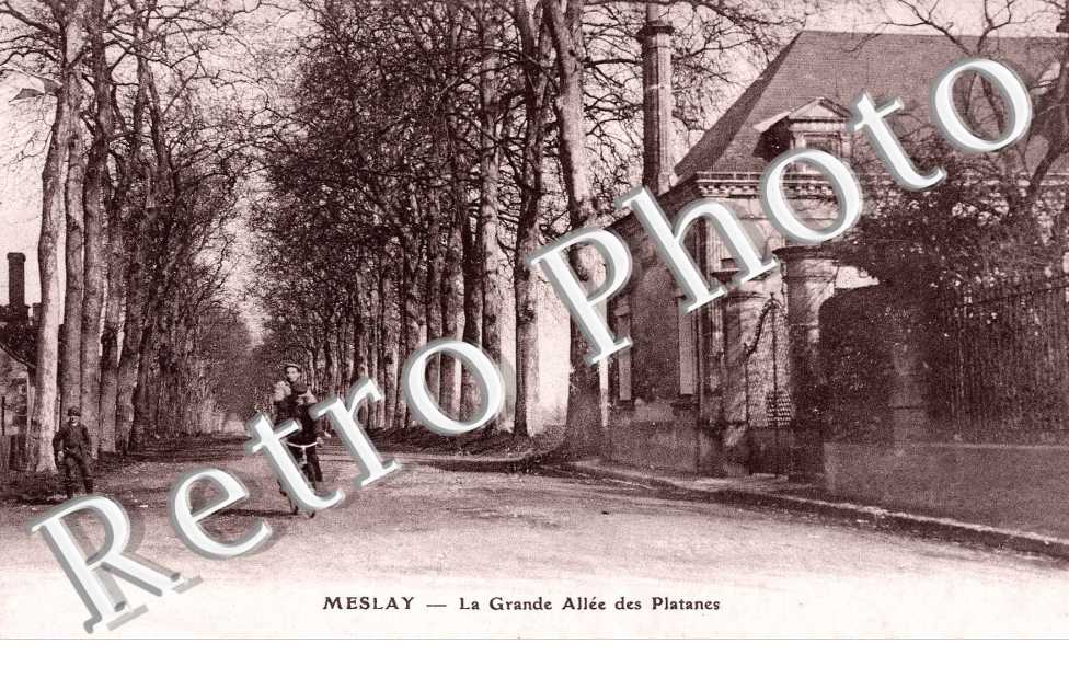 LA GRANDE ALLEE DES PLATANES