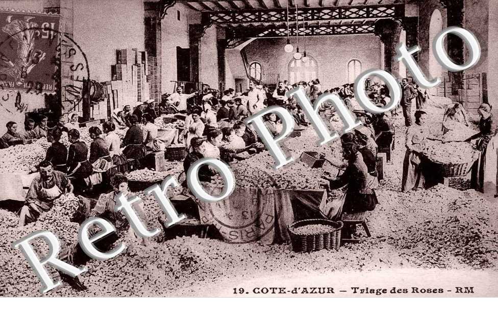 Triage des Roses