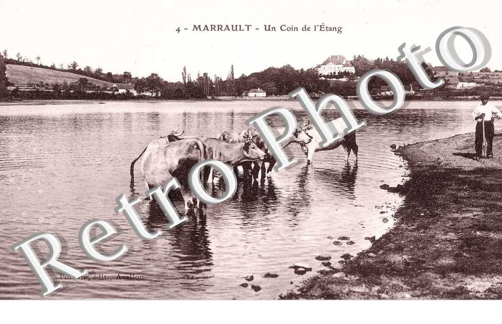 Un coin sur l'etang