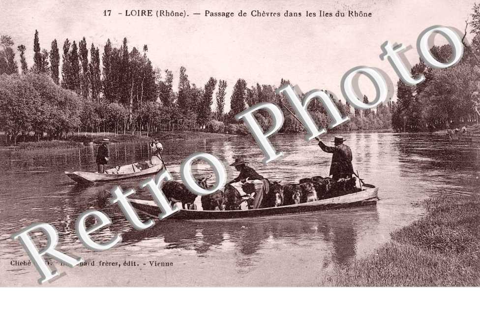 passage de chevres dans les lies du Rhone