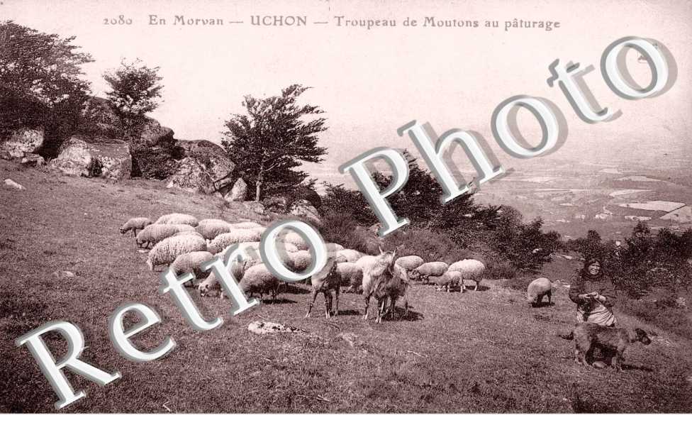 Troupeau de moutons au paturage