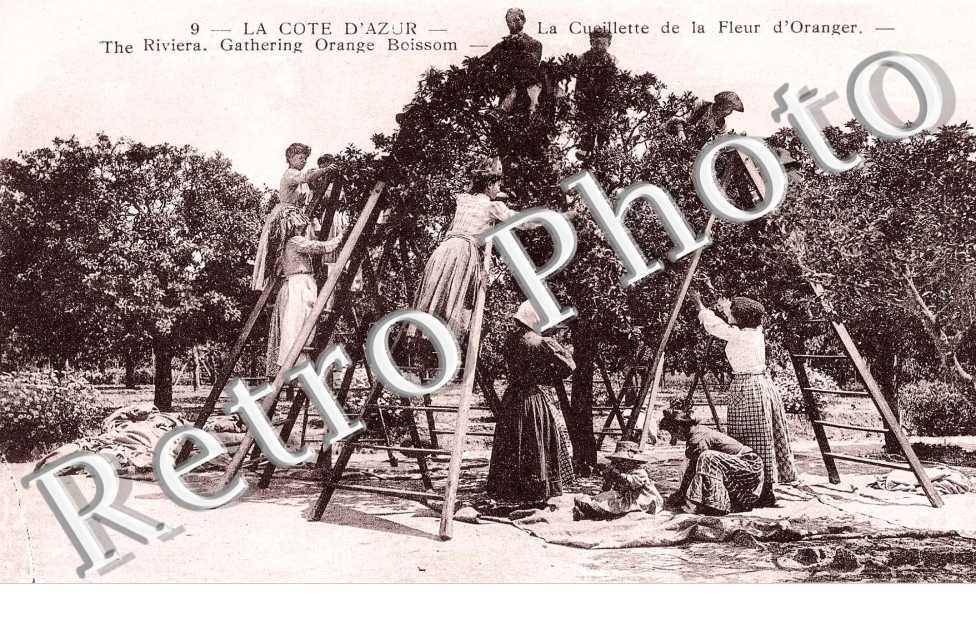 La Cueillette de la Fleur d'Orangers