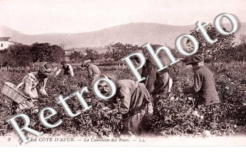 La Cueillette des Roses