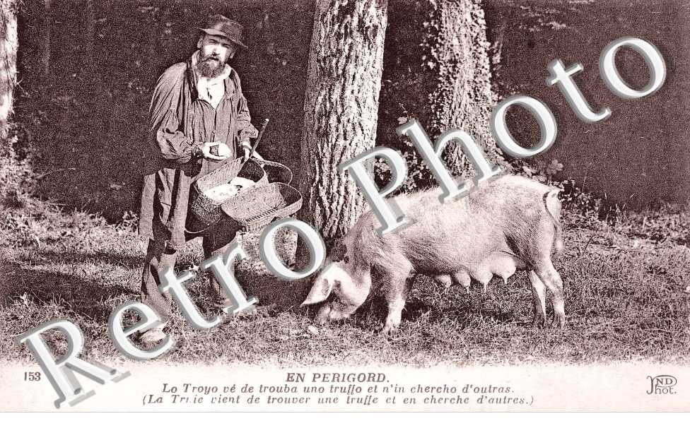 la truie vient de trouver une truffe