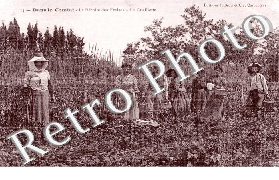 dans le Comtat -  La recolte des fraises - la Cueillette