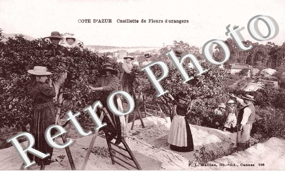 La Cueillette des Fleurs d'Orangers
