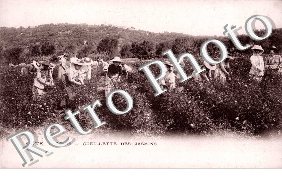 La Cueillette des Jasmins