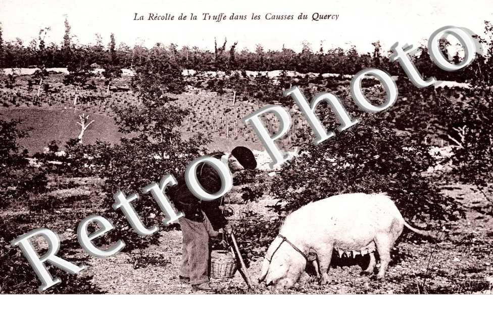 la recolte de la truffe dans les cauuses du Quercy