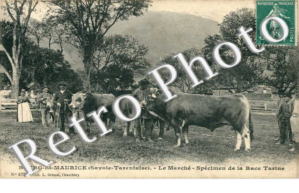le marche Specimen de la race tarine