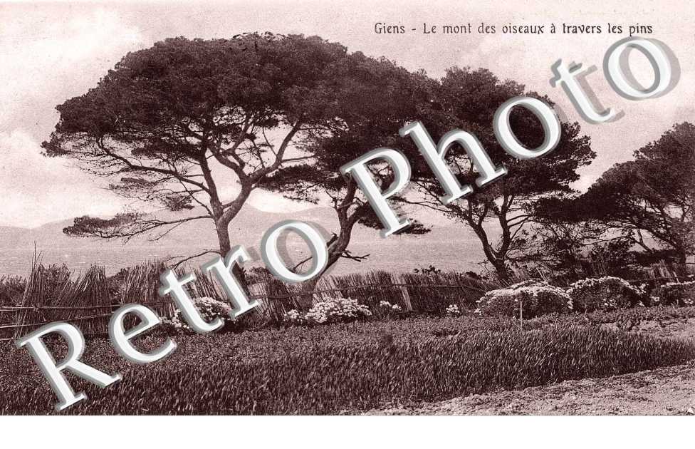 Le Mont des oiseaux a travers les Pins