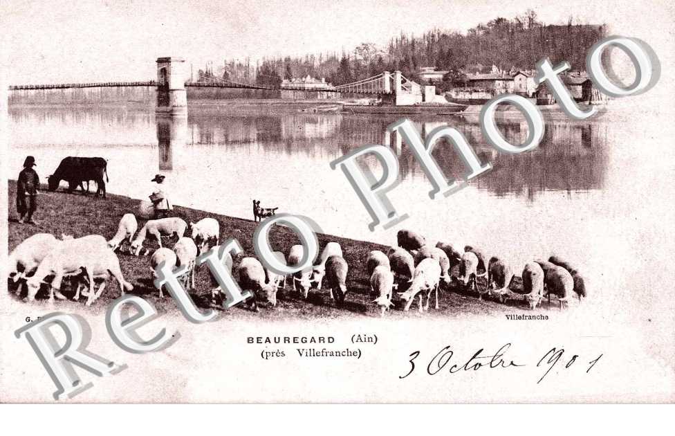 Moutons au bord d'une rivière