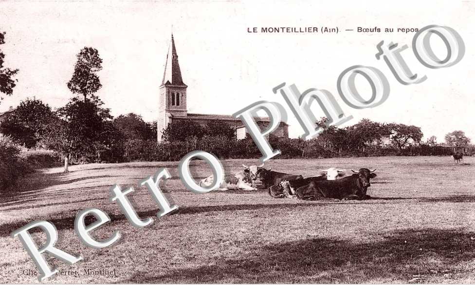 Boeufs au repos