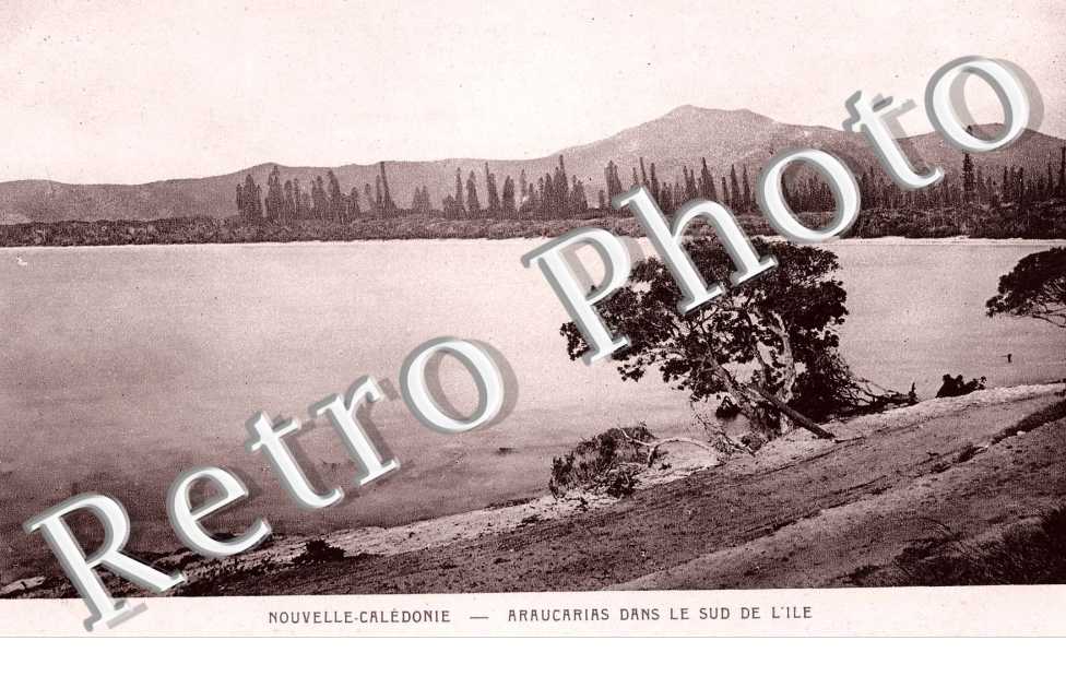 Araucarias dans le sud de l'ile