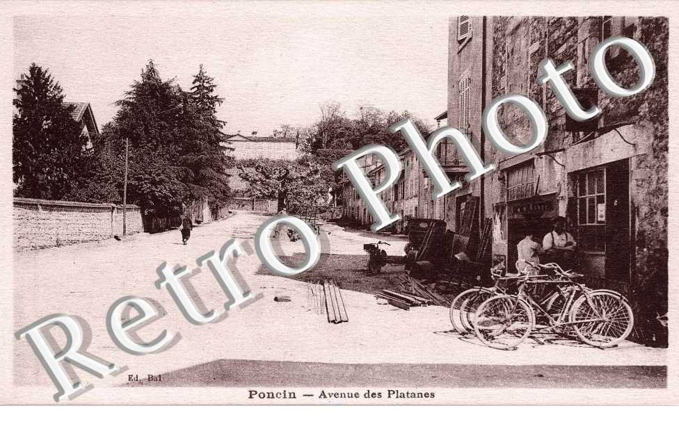 Avenue des platanes