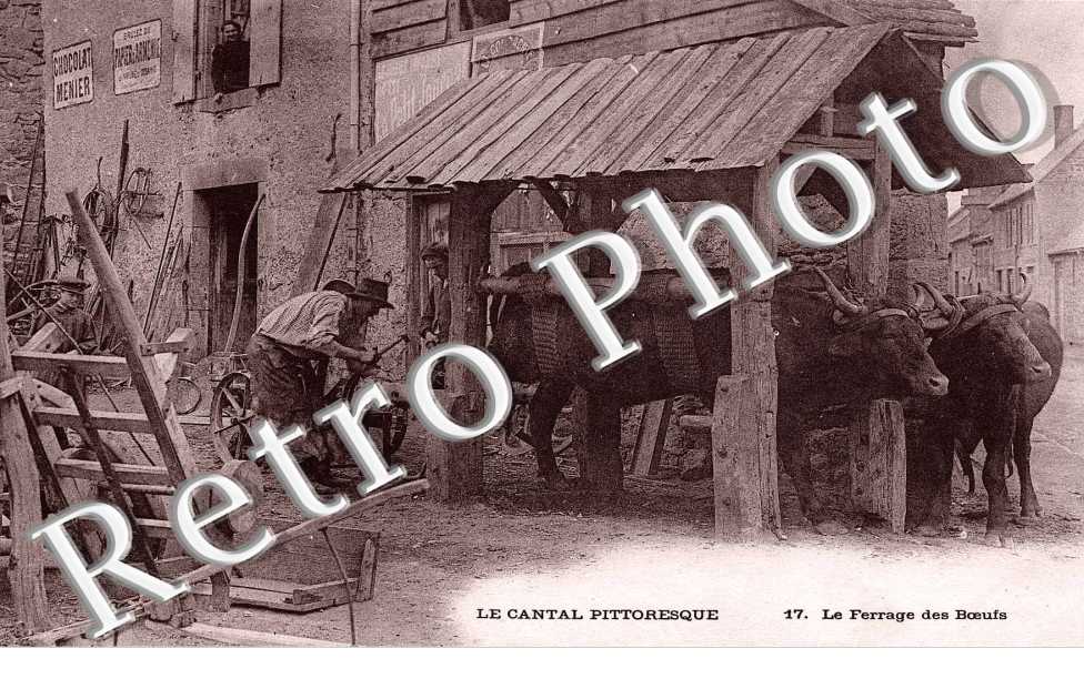 le Ferrage des Boeufs