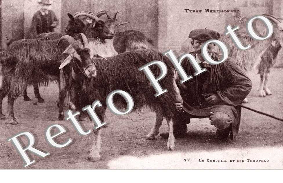 le Chevrier et son troupeau