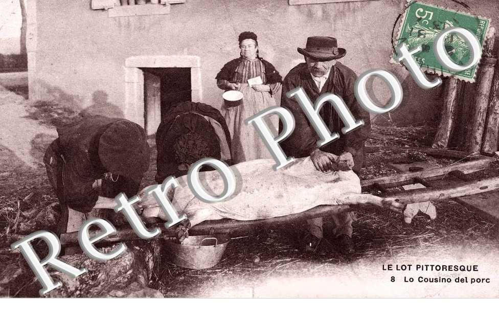 Lo cousino del porc