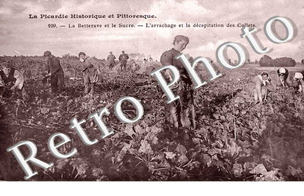 la betterave et le sucre