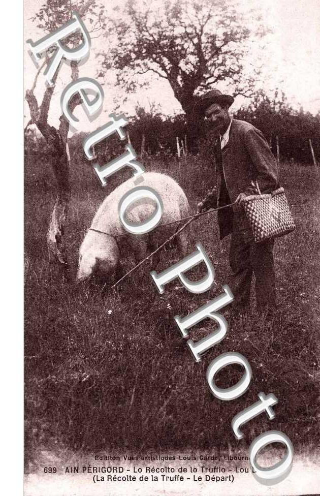 la recolte de la truffe