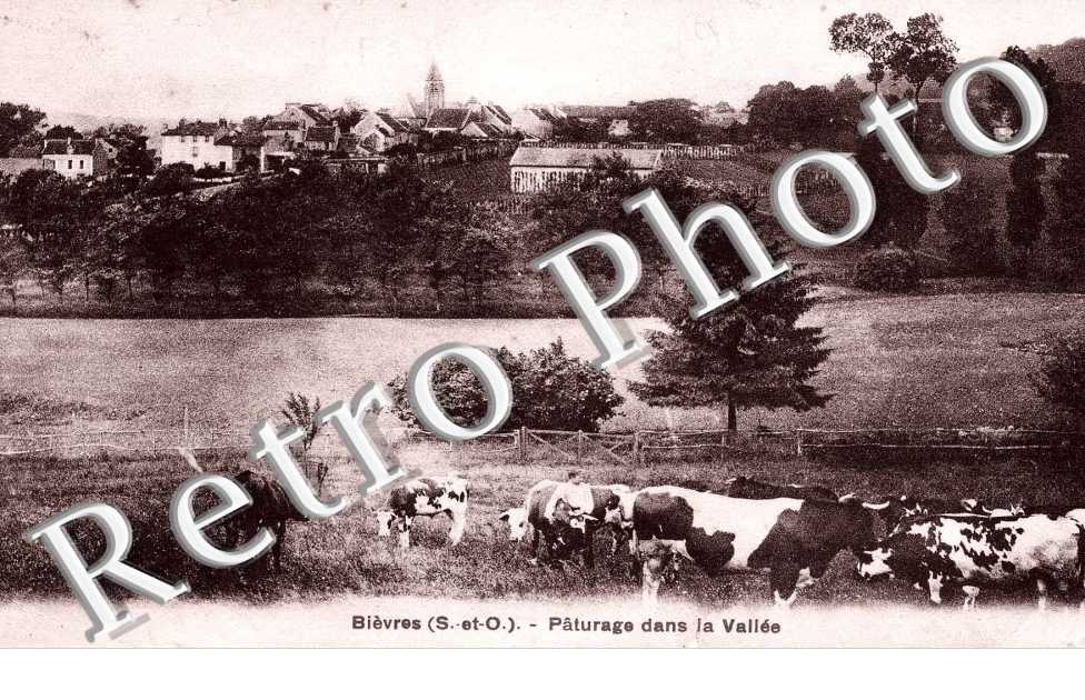 Paturage dans la vallee (elevage)