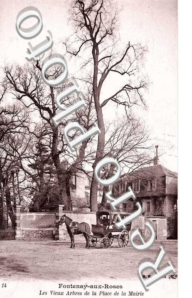 Les vieux arbres de la place de la mairie - attelage de cheval (caleche)