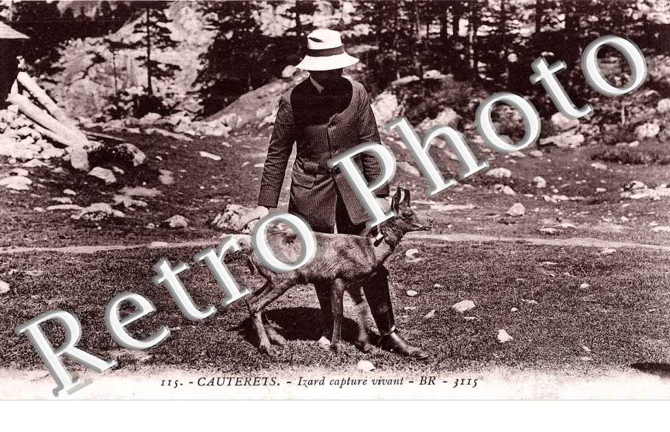 Isard capturé vivant