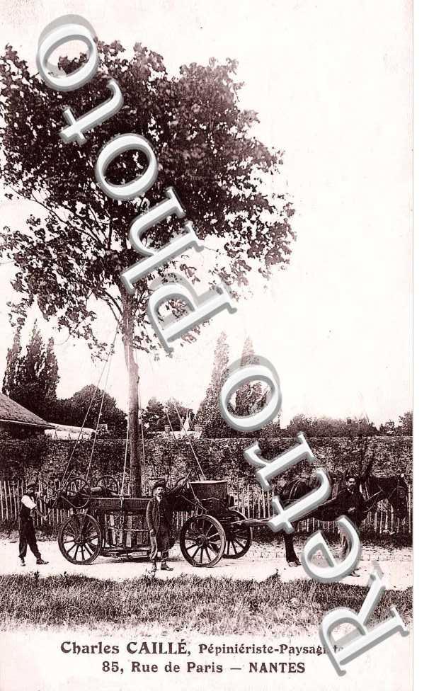 rue de Paris  Charles Caille pepinieriste paysagiste