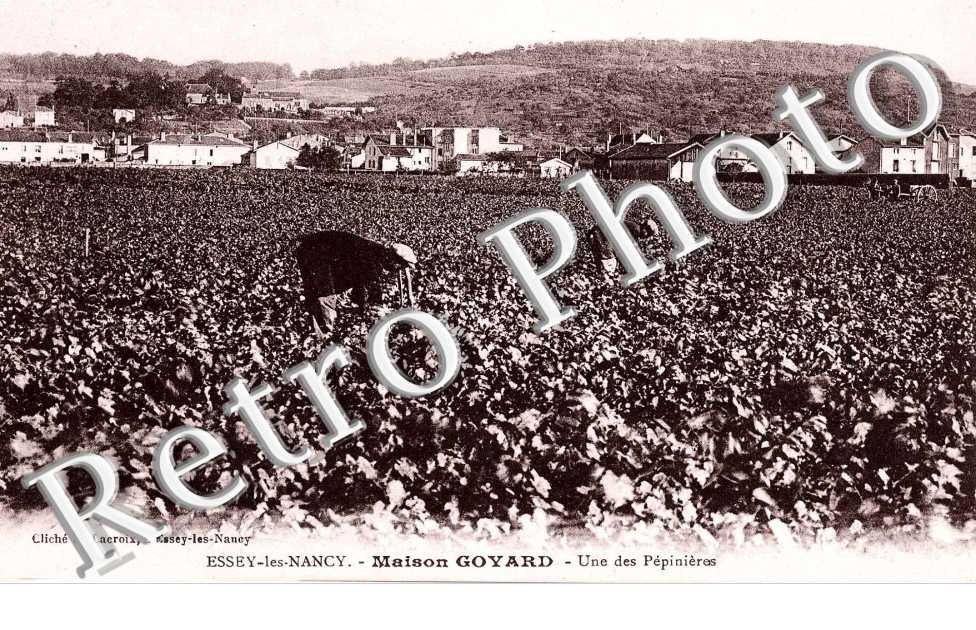 Maison Goyard - une des pepinieres