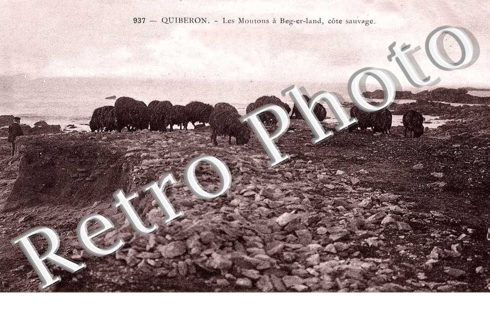 Les moutons a Ber-er-Land, cote sauvage