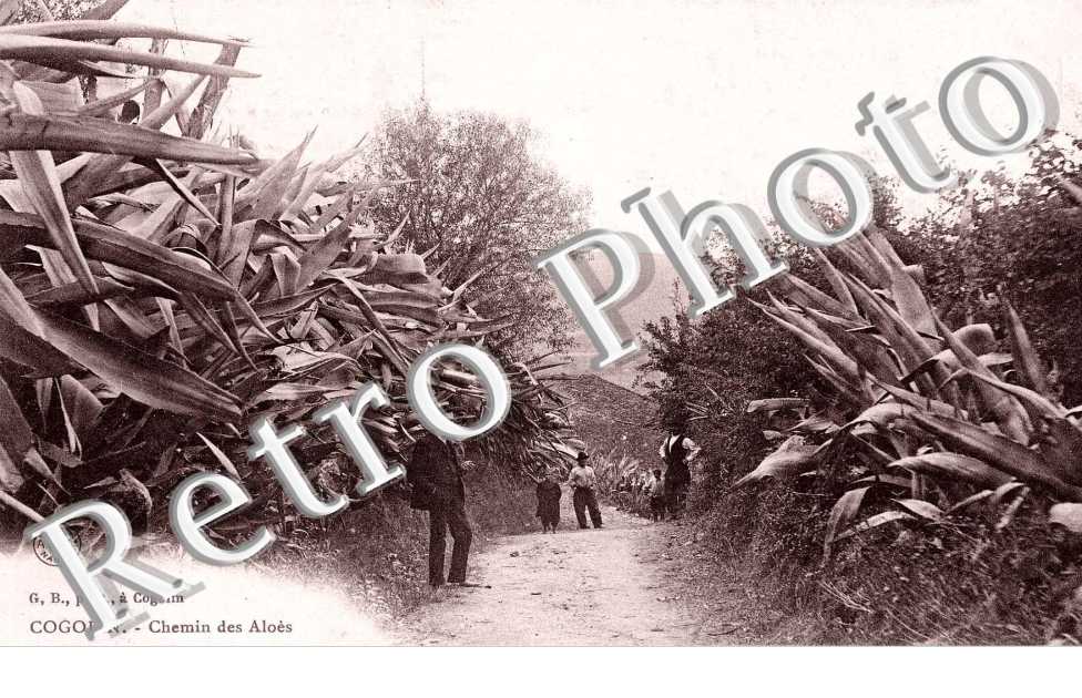 Chemin des Aloes