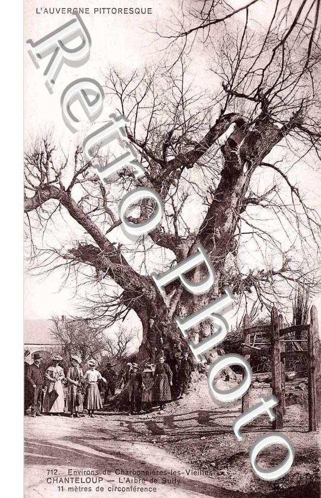 l'arbre de Sully